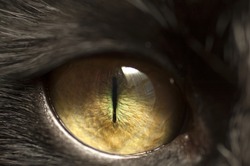 Macro shoot of black cat eye with reflection of window