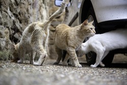 Cats abandoned on the street, animal abuse, loneliness