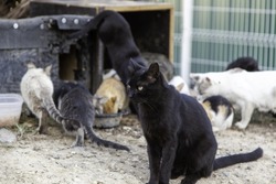 Feline colony in the street, abandoned wild animals, plague