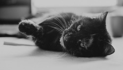 Old cat on the table, black and white