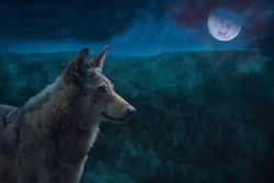 Grey Alpha Wolf During Full Moon Night in the Wilderness.