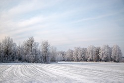 Beautiful winter landscape. A tree covered with white frost in a snowy field, close-up. Sunny frosty day. Nature beautiful background. Winter in Ukraine