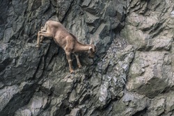 Mountain goat climbing on rock wall. Brave animal jumps in dangerous nature