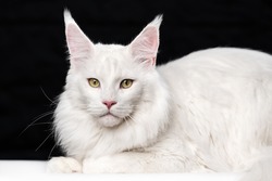 White longhair cat breed Maine Coon Cat. Portrait of sweet American Forest Cat. Affectionate animal lying and looking at camera on black and white background.