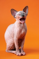 Portrait of female Canadian Sphynx Cat on orange background. 4-month-old pussycat of blue mink and white color yawns with pleasure, opening mouth and closing eyes. Front view. Studio shot.
