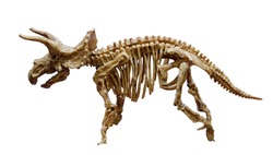 The Triceratops skeleton mount, Dinosaur with three horns.