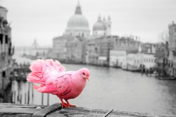 Pink pigeon on bridge railing in Venice (Italy). A view from Accademia bridge on Grand Canal and Basilica Santa Maria della Salute. Romantic vacation background. Selective focus on tail. Toned photo. 