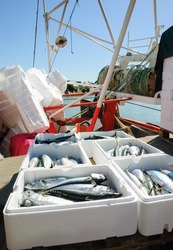 Fresh catch of mackerel fish in styrofoam containers on fishing boat.  Trouville-sur-Mer (Normandy, France). 