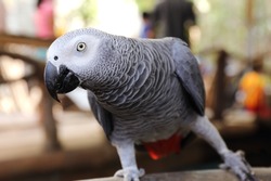 close up on a African Grey Parrot