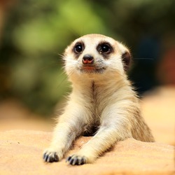 Meerkat in open zoo of Thailand (selective Focus)