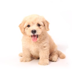 Poodle Puppy on white background