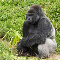 An adult siverback male gorilla feeding on vegatation