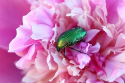 Green beetle on pink  peony in the garden , green beetle macro, insect on flower, fauna, wildlife insect, beauty in nature, macro photography, stock image