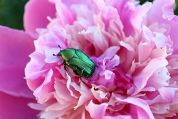Green beetle  on pink  peony in the garden , green beetle macro, insect on flower, fauna, wildlife insect, beauty in nature, macro photography, stock image