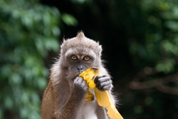 Monkey sits and eats banana