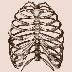 Human rib cage. Vector hand drawn illustration vector of the skeleton in a realistic form. Anatomical sketch background.