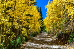 Four Wheel Drive Trail through a forest of Golden Quaking Aspen, Pike National Forest, Guanella Pass, Colorado, USA