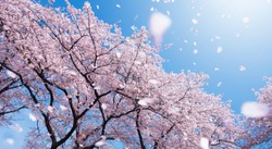 Magnificent  scene of cherry blossoms flower petals floating and blown in a spring breeze. Focus on the trees.
