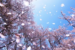 Magnificent  scene of cherry blossoms flower petals floating and blown in a spring breeze. Focus is the background trees.