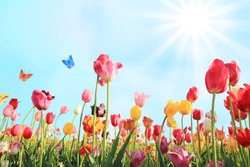 bright sunny day in may with tulip field in various colors