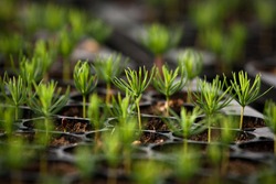 young spruce seedlings
