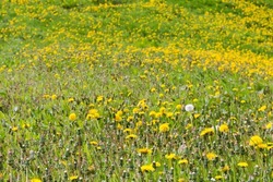 Glade on a hill slope covered with flowering and overblown dandelions in selective focus