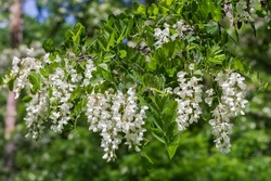 Branch of the Robinia pseudoacacia, also known as black locust with leaves and inflorescences of the white flowers on a blurred background of the rest tree part