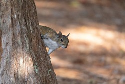 Watching from a tree, a Juvenile eastern gray squirrel Sciurus carolinensis forages for food in Naples, Florida