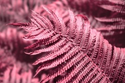 Pacific Pink trending color fern background 