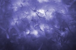 White fluffy feathers on blur background. New 2022 trending PANTONE 17-3938 Very Peri color