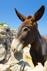 Donkey from the Greek island of Santorini