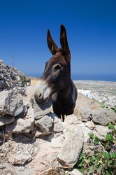 Donkey from the Greek island of Santorini