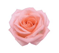 Pink rose head isolated on white background soft focus 