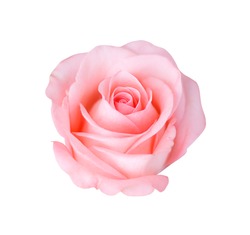 Pink rose isolated on white background, soft focus.