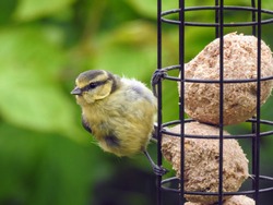 A female Eurasian Blue Tit (Cyanistes Caeruleus) clinging to a hanging bird feeder filled with fat balls 