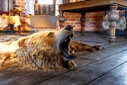 Close up detailed side view of mounted bear roaring with open mouth, lying on the floor.