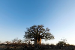 Baobab at dusk