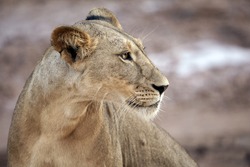 Lioness stare