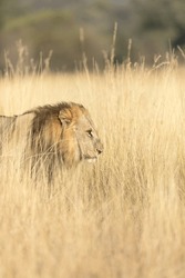 A large male lion moves through the long golden grass of an open savannah in the Okavango Delta, Botswana.