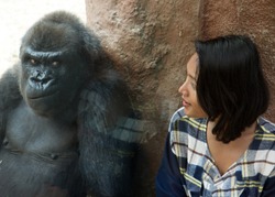 Zoo visitor at the gorilla enclosure. A woman looks at facial expressions gorillas behind glass. Funny gorilla watching the girl in Zoo.