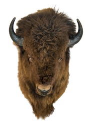 Bison head isolated on a white background. Furry buffalo trophy hanging on the wall.