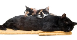 Color kittens sleep on his cat mother. Cats are relaxing on a white background. Cat family relaxes in bed. Pets lying on a blanket.