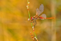 Beautiful nature scene dragonfly. 