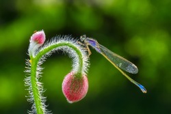 Beautiful dragonfly in the nature habitat 