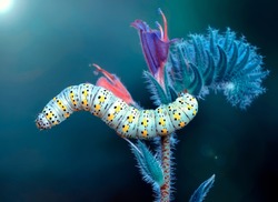 Close up beautiful caterpillar of swallowtail 