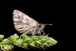 background, spring, animal, summer, beauty, insect, closeup, macro, nature, moth, butterfly, wing, wildlife, eye, photography, hairy, clothes, night, nocturnal, flight, horizontal, large, leg, biology