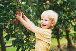 Happy little boy harvesting apples in fruit orchard, organic food for children