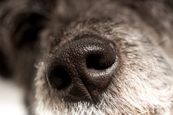 Close up of the cold wet nose of a dog showing the nostrils and texture of a loyal loving canine companion and pet.