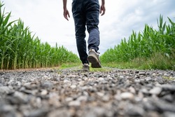 View from behind of a man in hiking shoes walking on a country road running between green corn fields.