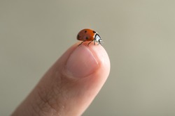 Red spotted ladybird or ladybug on top of a human finger over a grey outdoor background with copy space.